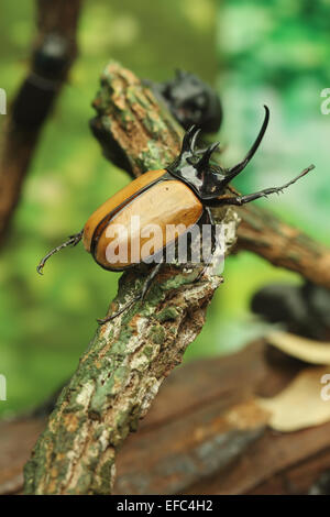 Scarabeo rinoceronte su legno della foresta Foto Stock