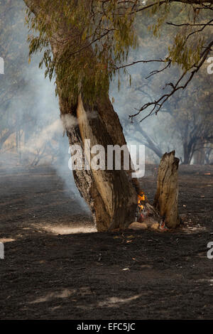 Una fotografia di un albero di masterizzazione dopo un incendio di bush a secco su un azienda Australiana nel centro di western NSW. Foto Stock