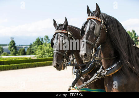 Concorso internazionale per carrelli tradizionali "La Venaria Reale", una coppia di cavalli frisone. Foto Stock