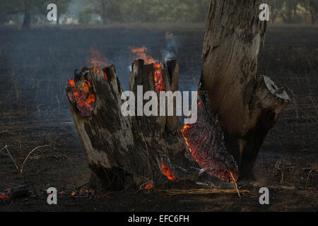 Una fotografia di un albero di masterizzazione dopo un incendio di bush a secco su un azienda Australiana nel centro di western NSW. Foto Stock