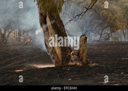 Una fotografia di un albero di masterizzazione dopo un incendio di bush a secco su un azienda Australiana nel centro di western NSW. Foto Stock