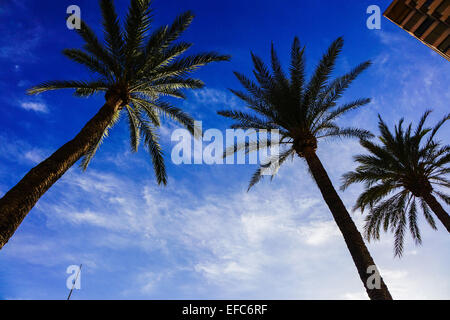 Alberi di Palma con cielo blu, Benidorm, Costa Blanca, Spagna Foto Stock