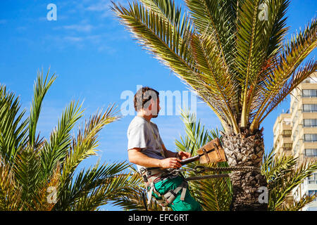 Tree chirurgo appesi da corda e fresatura clampons palma nel sole invernale, Benidorm, Costa Blanca, Spagna Foto Stock