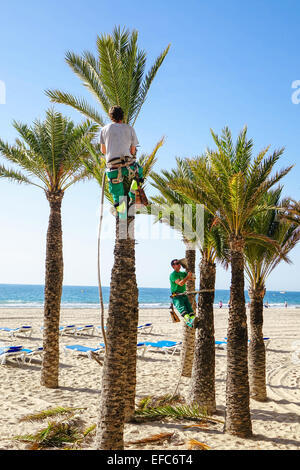 Tree chirurgo appesi da corda e fresatura clampons palma nel sole invernale, Benidorm, Costa Blanca, Spagna Foto Stock