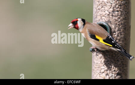 Cardellino su bird feeder GIARDINO DEL REGNO UNITO Foto Stock