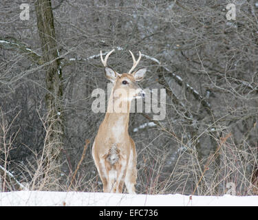 Pezzati Culbianco Deer Buck in piedi in un bosco. Foto Stock