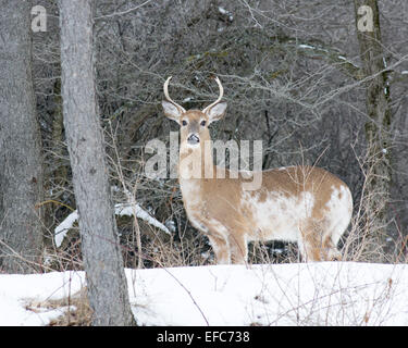 Pezzati Culbianco Deer Buck in piedi in un bosco. Foto Stock