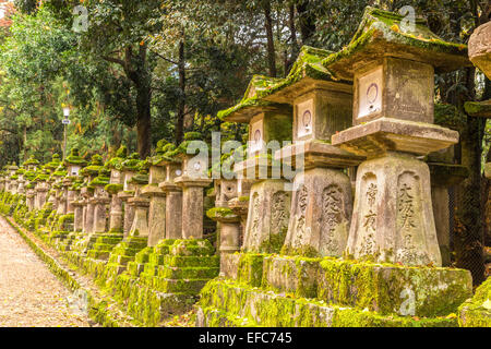 Lanterna di pietra a Kasuga Taisha a Nara, Giappone Foto Stock