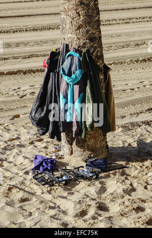 Giacche appeso a un albero di palma, Benidorm, Costa Blanca, Spagna Foto Stock