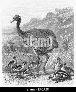 Disegno di maggiore Rhea bird (Rhea americana) dalla fine del XIX secolo Foto Stock