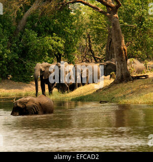 Allevamento di riproduttori di wild elefanti africani bere & giocando, sommerse & schizzi nelle fresche acque godendo di se stessi Foto Stock