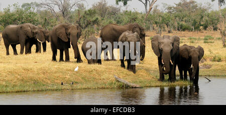 Gli elefanti africani bere dal canale Savuti Botswana. Gli elefanti venire in acqua 2 volte al giorno in allevamenti di suini riproduttori situati o maschi solitario Foto Stock