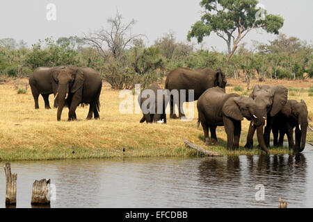 Gli elefanti africani bere dal canale Savuti Botswana. Gli elefanti venire in acqua 2 volte al giorno in allevamenti di suini riproduttori situati o maschi solitario Foto Stock