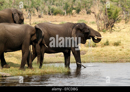 Gli elefanti africani bere dal canale Savuti Botswana. Gli elefanti venire in acqua 2 volte al giorno in allevamenti di suini riproduttori situati o maschi solitario Foto Stock