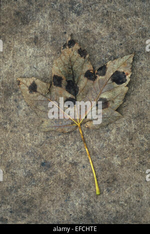 Unico marrone secco autunno Foglia di acero o grande acero con macchie fungine giacente sulla ruvida carta di antiquariato Foto Stock