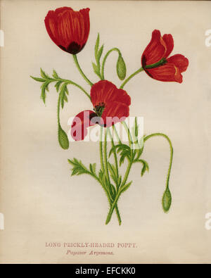 Lunga Fico d'India con testa di papavero (Papaver argemone) chromolithograph Artista: Anne Pratt "fiori selvatici"1852 Foto Stock