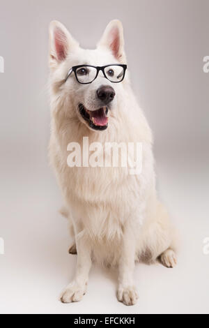 Bella bianco Svizzero il cane pastore in posa di studio Foto Stock