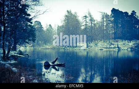 Paesaggio invernale presso il Tarn Hows nel distretto del lago, Cumbria, Inghilterra. Foto Stock