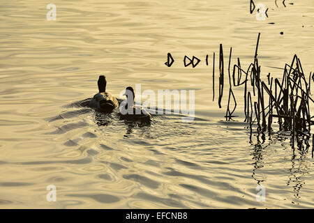 Coppia di anatre germano reale (Anas platyrhynchos) nel lago a pollice isola Wildfowl sancturary, Burnfoot, Irlanda. Foto Stock