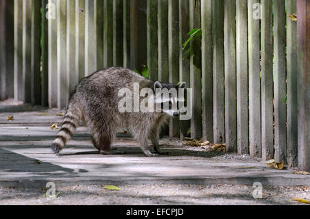 Procione comune a Stanley Park, Vancouver, in attesa che i suoi fratelli germani. Foto Stock