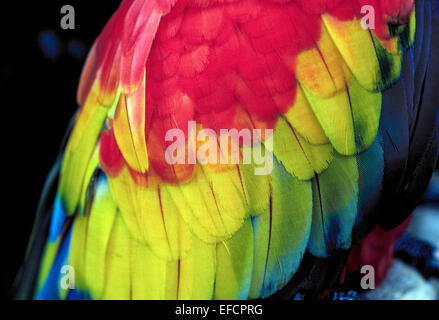 Un close-up di piume di un scarlet macaw mostra il rosso brillante, giallo e blu di questa specie di pappagallo che è originario del Sud America. Foto Stock