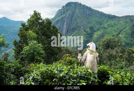 Raccoglitori di tè lavoratori prelevare le foglie di tè a tenuta di tè plantation con Adam's Peak in background a ella. Tè crescente regione. Foto Stock