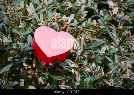 Cuore rosso scatola sagomata collocata tra le boccole Foto Stock