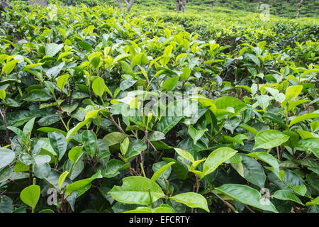 A Città di Ella nelle Highlands di Sri Lanka. Famosa per le piantagioni di tè e per le escursioni e per lo scenario verde.tè crescente sulla collina. Foto Stock