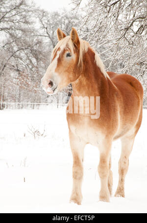 Bel progetto belga cavallo in inverno, con neve sulle sue labbra Foto Stock