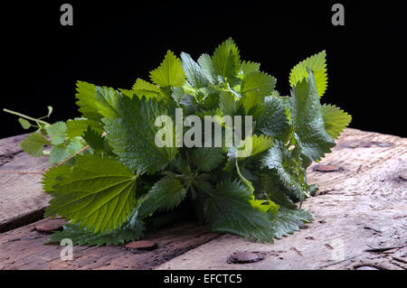 Un mazzetto di ortiche fresche, utilizzato in medicina alternativa Foto Stock