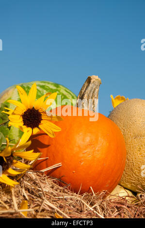 E di semi di girasole raccolti freschi produrre fieno contro il cielo blu chiaro Foto Stock