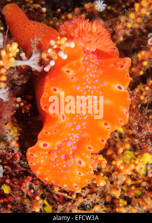 Ceratosoma brevicaudata. Foto Stock