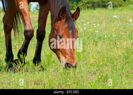 Chiudere l immagine di una baia rossa cavallo al pascolo in alpeggio Foto Stock