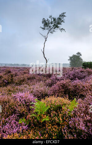 Un albero tra le ginestre ed erica su Westleton Heath. Foto Stock