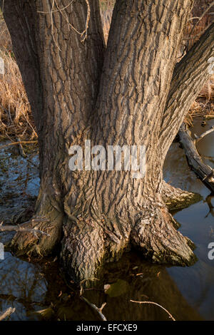 Pioppi neri americani lungo Neidrach Sentiero Natura, Barr lago del Parco Statale di Colorado Foto Stock