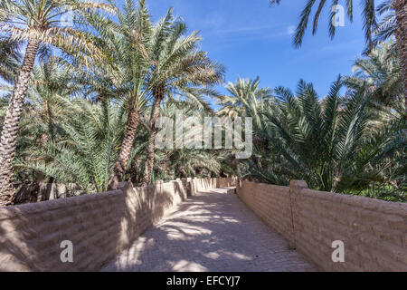 Alberi di palma in Al Ain Oasis, Emirato di Abu Dhabi, Emirati arabi uniti Foto Stock