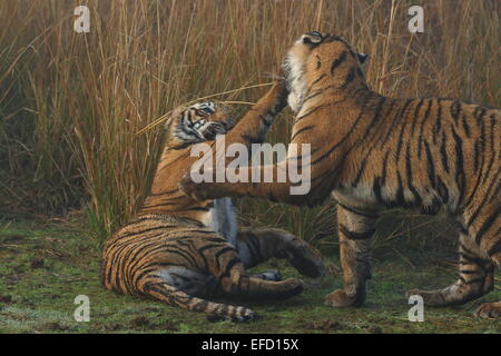 Royal tigre del Bengala e lupetti giocando in Ranthambhore National Park, India Foto Stock