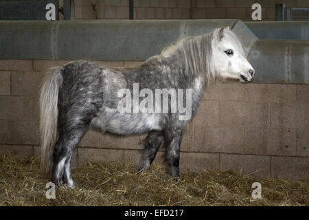 Blackpool, Lancashire, 31 gennaio, 2015. World Horse Welfare Penny dell azienda è la casa di circa 65 cavalli in qualsiasi momento ma è attualmente curando 73. Fly-Grazing è in aumento e sta diventando progressivamente diffusa in tutto il Regno Unito e migliaia di equini sono a rischio immediato di diventare un problema di benessere. Mondo del benessere del cavallo Il cavallo internazionale carità ha quattro Salvataggio e Rehoming centri in Gran Bretagna. La maggior parte dei cavalli provenienti in questo centro possono essere stati trascurati, maltrattati o abbandonati; altri dopo che il proprietario è stato perseguito per la crudeltà nei confronti degli animali reati. Foto Stock