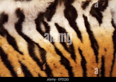 Schema naturale su tiger fur, real texture della pelle non conciata felino Foto Stock