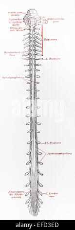 Vintage del XIX secolo vecchio disegno che rappresentano il midollo spinale umano Foto Stock