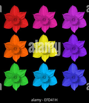 Nove digitalmente le immagini colorate della stessa daffodil fiore su uno sfondo nero Foto Stock