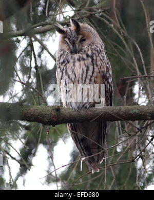 Gufo comune (Asio otus) in un pino durante le ore diurne, assopita e il riposo. Foto Stock