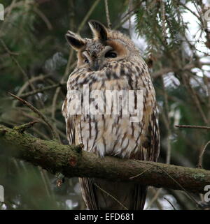 Gufo comune (Asio otus) in un pino Foto Stock