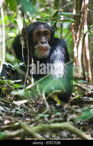 Eastern Scimpanzé comune maschio (Pan troglodytes schweinfurthii) Budongo riserva forestale, Uganda Gennaio 2011 Foto Stock