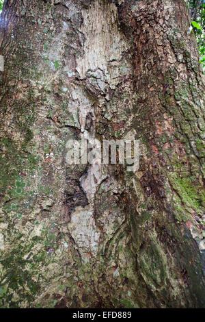 Africana di cedro o Budongo mogano pesante (Entandrophragama utile) Budongo riserva forestale, Uganda Lista Rossa IUCN - vulnerabili. Foto Stock