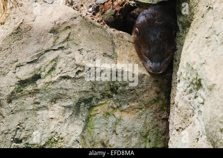 Individuato il collo di lontra di riposo in gap in rocce (Hydrictis maculicollis) captive Foto Stock