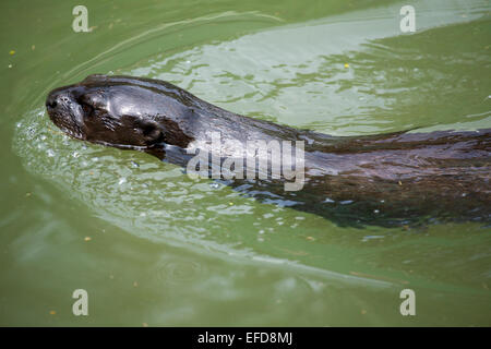 Avvistato a collo di lontra (Hydrictis maculicollis) captive Foto Stock