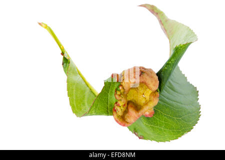 Peach leaf curl (Taphrina reumatoide) sulla pesca (Prunus persica) foglia - su sfondo bianco, cut-out Foto Stock