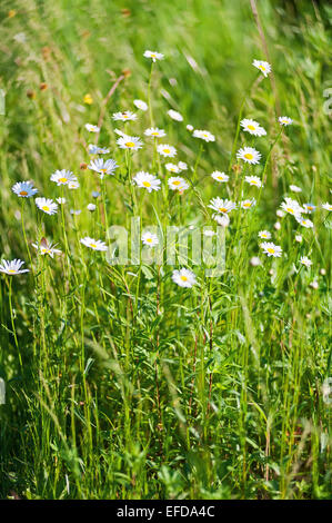 Campo di wild poco bianco fiori a margherita. Messa a fuoco selettiva. Foto Stock