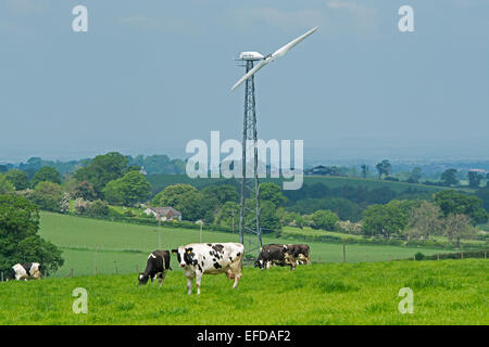 Bestiame bovino di caseificio pascolare nel campo con la turbina eolica in background, Cumbria, Regno Unito Foto Stock